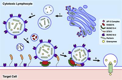 Digenic Inheritance: Evidence and Gaps in Hemophagocytic Lymphohistiocytosis